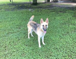 https://petstablished-app-beta.s3.amazonaws.com/uploads/image/image/1909490/05B821B3-44BE-4CE1-B06E-06931735651C.jpeg