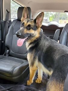 https://petstablished-app-beta.s3.amazonaws.com/uploads/image/image/1829006/193306921_483324482955184_8214900076165510396_n.jpg