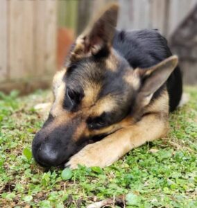 https://petstablished-app-beta.s3.amazonaws.com/uploads/image/image/1829008/194595929_761511941180153_3933932410541340057_n.jpg