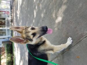 https://petstablished-app-beta.s3.amazonaws.com/uploads/image/image/1886232/1A2016D2-0924-4710-A8BF-0AB7CE068EDE.jpeg