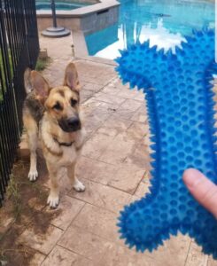 https://petstablished-app-beta.s3.amazonaws.com/uploads/image/image/1886164/1F178EEF-AACC-4507-8605-58FD737998B3.jpeg
