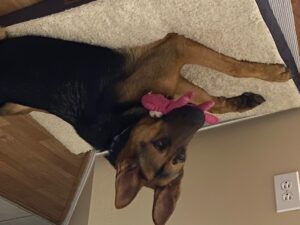 https://petstablished-app-beta.s3.amazonaws.com/uploads/image/image/2148421/1_Saint.jpg