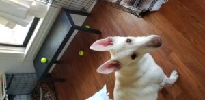https://petstablished-app-beta.s3.amazonaws.com/uploads/image/image/1726609/20201031_115424.jpg