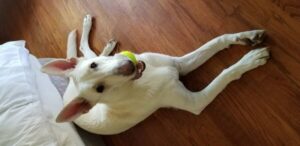 https://petstablished-app-beta.s3.amazonaws.com/uploads/image/image/1726607/20201031_131733.jpg
