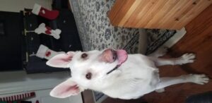 https://petstablished-app-beta.s3.amazonaws.com/uploads/image/image/1726610/20201205_123629_0_.jpg