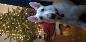 https://petstablished-app-beta.s3.amazonaws.com/uploads/image/image/1726611/20210106_163639.jpg