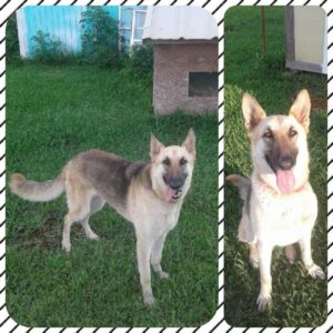 https://petstablished-app-beta.s3.amazonaws.com/uploads/image/image/1826447/20210524_112109__1_.jpg