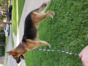 https://petstablished-app-beta.s3.amazonaws.com/uploads/image/image/2060994/20210919_175152.jpg