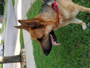 https://petstablished-app-beta.s3.amazonaws.com/uploads/image/image/2060995/20210919_175247.jpg