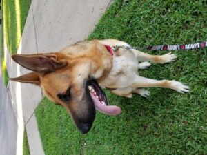 https://petstablished-app-beta.s3.amazonaws.com/uploads/image/image/2060996/20210919_175642.jpg