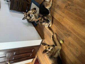 https://petstablished-app-beta.s3.amazonaws.com/uploads/image/image/2294906/2022-01-15_12.23.25.jpg