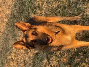 https://petstablished-app-beta.s3.amazonaws.com/uploads/image/image/2294896/2022-01-15_17.27.59.jpg