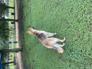 https://petstablished-app-beta.s3.amazonaws.com/uploads/image/image/1909493/2F5D1AC3-2D79-462E-9533-BC007831D525.jpeg