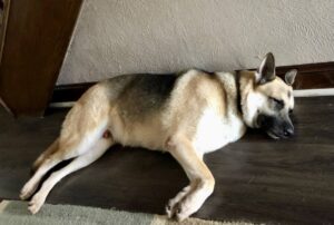 https://petstablished-app-beta.s3.amazonaws.com/uploads/image/image/2244086/2F74178B-CF9A-4506-AA34-A967F9BC7847.jpeg