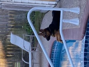 https://petstablished-app-beta.s3.amazonaws.com/uploads/image/image/2148422/2_Saint.jpg