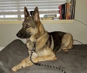 https://petstablished-app-beta.s3.amazonaws.com/uploads/image/image/1322587/496344771.jpg