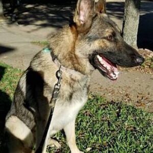 https://petstablished-app-beta.s3.amazonaws.com/uploads/image/image/1322588/496344777.jpg