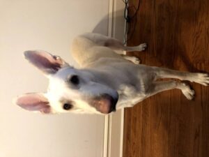 https://petstablished-app-beta.s3.amazonaws.com/uploads/image/image/1726612/63664958514__8F1D4305-857A-4E5F-80EB-277A5255CA89.jpg