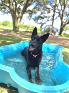 https://petstablished-app-beta.s3.amazonaws.com/uploads/image/image/1890576/64AE0076-6536-4B1C-8155-467CC6328DB8.jpeg