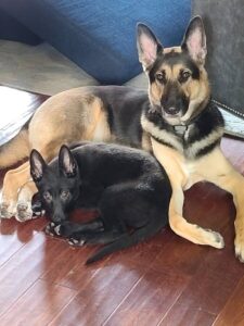 https://petstablished-app-beta.s3.amazonaws.com/uploads/image/image/2254618/67832F34-1FB3-4DDA-BE8E-243A9E03D753.jpeg