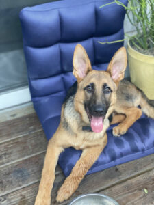 https://petstablished-app-beta.s3.amazonaws.com/uploads/image/image/1866195/6CD7B439-B686-4740-B1D9-84ED4A696AA2_1_201_a.jpeg