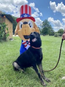 https://petstablished-app-beta.s3.amazonaws.com/uploads/image/image/1890579/8EA3343F-E000-4AB4-BF89-F8C3267E6790.jpeg
