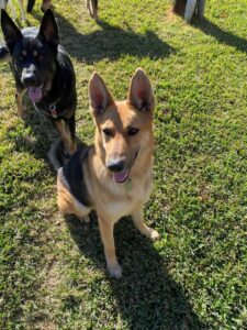 https://petstablished-app-beta.s3.amazonaws.com/uploads/image/image/2292331/Aliana2.jpg