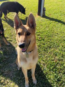 https://petstablished-app-beta.s3.amazonaws.com/uploads/image/image/2292332/Aliana4.jpg