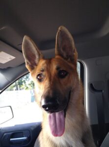 https://petstablished-app-beta.s3.amazonaws.com/uploads/image/image/2206841/Aliana_1.png