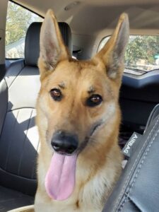 https://petstablished-app-beta.s3.amazonaws.com/uploads/image/image/2206842/Aliana_2.jpg