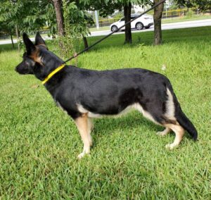 https://petstablished-app-beta.s3.amazonaws.com/uploads/image/image/2020581/Ally.jpg