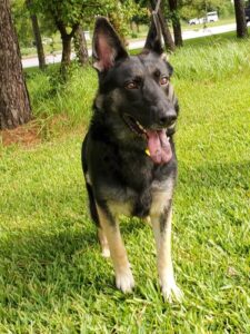 https://petstablished-app-beta.s3.amazonaws.com/uploads/image/image/2020579/Ally_5.jpg