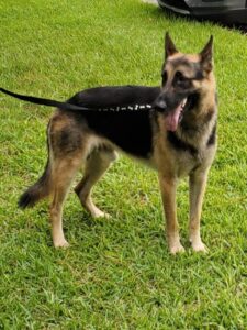 https://petstablished-app-beta.s3.amazonaws.com/uploads/image/image/1341839/Archer_3__1_.jpg