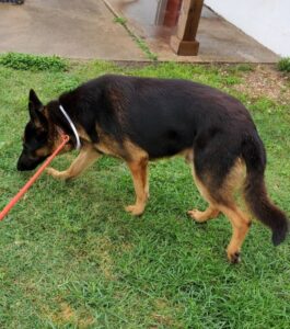 https://petstablished-app-beta.s3.amazonaws.com/uploads/image/image/1798191/Autobahn_1.jpg