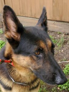 https://petstablished-app-beta.s3.amazonaws.com/uploads/image/image/1798190/Autobahn_2.jpg