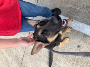 https://petstablished-app-beta.s3.amazonaws.com/uploads/image/image/2228214/Ava_2.jpg