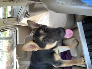 https://petstablished-app-beta.s3.amazonaws.com/uploads/image/image/2228215/Ava_3.jpg