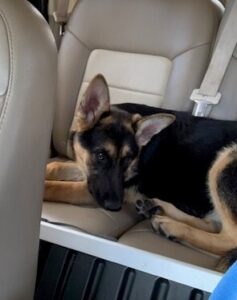 https://petstablished-app-beta.s3.amazonaws.com/uploads/image/image/2228216/Ava_4.jpg