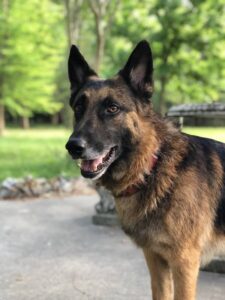 https://petstablished-app-beta.s3.amazonaws.com/uploads/image/image/2521062/B5967141-D847-4CCF-B1E7-4F39BE83861F.jpeg