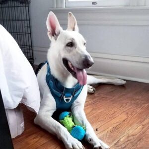 https://petstablished-app-beta.s3.amazonaws.com/uploads/image/image/1751674/B7719FF9-87BD-4091-BD35-E956197CAD97.jpeg