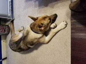 https://petstablished-app-beta.s3.amazonaws.com/uploads/image/image/1886165/BAD45277-6AD8-426E-A521-345A34D4B225.jpeg
