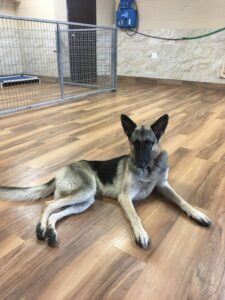 https://petstablished-app-beta.s3.amazonaws.com/uploads/image/image/1514225/Bailey_Sue_3_2.jpg