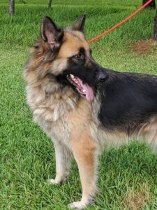 https://petstablished-app-beta.s3.amazonaws.com/uploads/image/image/2046924/Bel.jpg