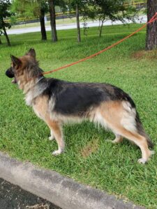 https://petstablished-app-beta.s3.amazonaws.com/uploads/image/image/2046919/Bel_1.jpg