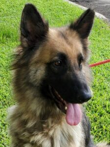 https://petstablished-app-beta.s3.amazonaws.com/uploads/image/image/2046920/Bel_2.jpg
