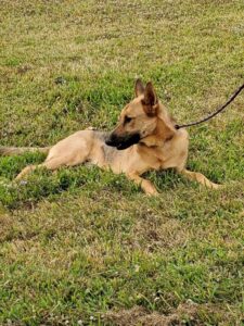 https://petstablished-app-beta.s3.amazonaws.com/uploads/image/image/1501765/Bruno_Boy.jpg