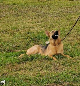 https://petstablished-app-beta.s3.amazonaws.com/uploads/image/image/1501749/Bruno_Boy_2.jpg