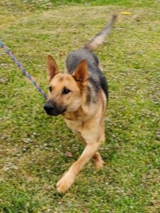 https://petstablished-app-beta.s3.amazonaws.com/uploads/image/image/1501750/Bruno_Boy_4.jpg