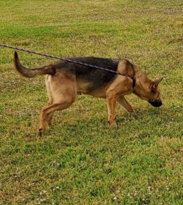 https://petstablished-app-beta.s3.amazonaws.com/uploads/image/image/1501751/Bruno_Boy_5.jpg