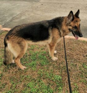https://petstablished-app-beta.s3.amazonaws.com/uploads/image/image/1578382/Charleston_3.jpg